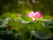 http://oss.cjn.cn/images/20250712/17523019711529b0a18b9-bea5-4ccd-bc03-30fb232147b9.jpg