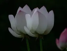 http://oss.cjn.cn/images/20250715/1752548757720de5ca957-4e3b-42bb-b654-c8665db0e61f.jpg
