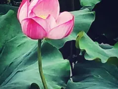 http://oss.cjn.cn/images/20250715/17525487691281116d52f-b1d1-41a3-b1b5-10e172ed35a6.jpg