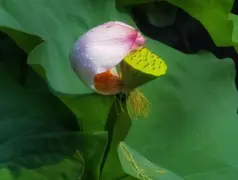 http://oss.cjn.cn/images/20250719/1752929509954757c69cb-3e59-4f0b-933a-bf5390f2db61.jpg
