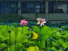 http://oss.cjn.cn/images/20250719/175292955824741af65f4-a172-4797-8b7e-c540c15e9ad2.jpg
