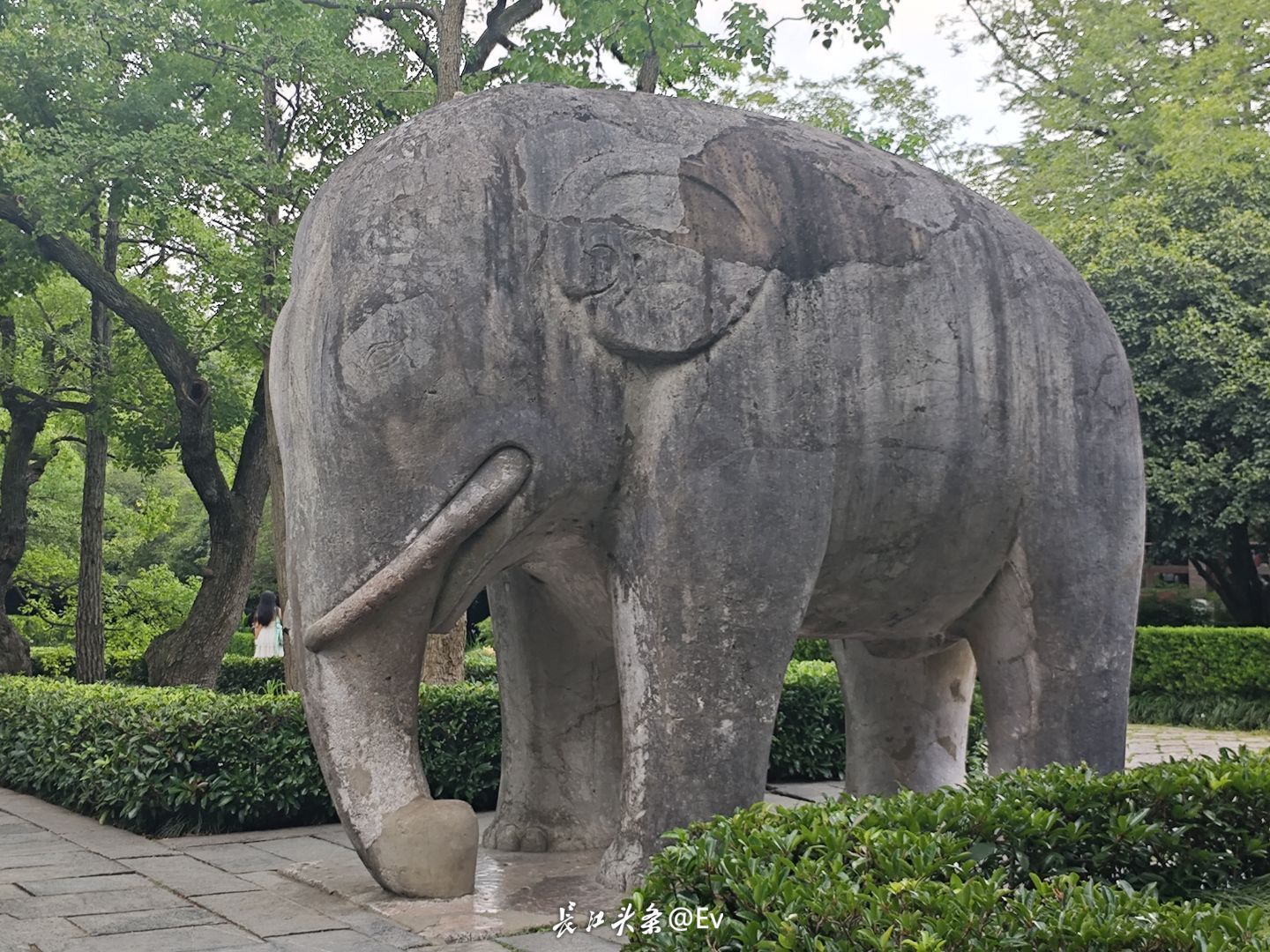 图为明孝陵神道石象。张梦雅 供图.jpeg