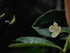 http://oss.cjn.cn/images/20251004/175954697102791e20de5-49c0-4d06-b1c3-a12c0f17ac95.jpg