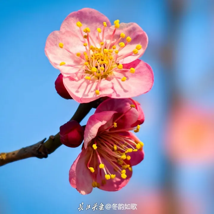 《东湖冬韵·梅花》
赴一场东湖的冬日之约！梅蕊凝霜，傲骨绽放！