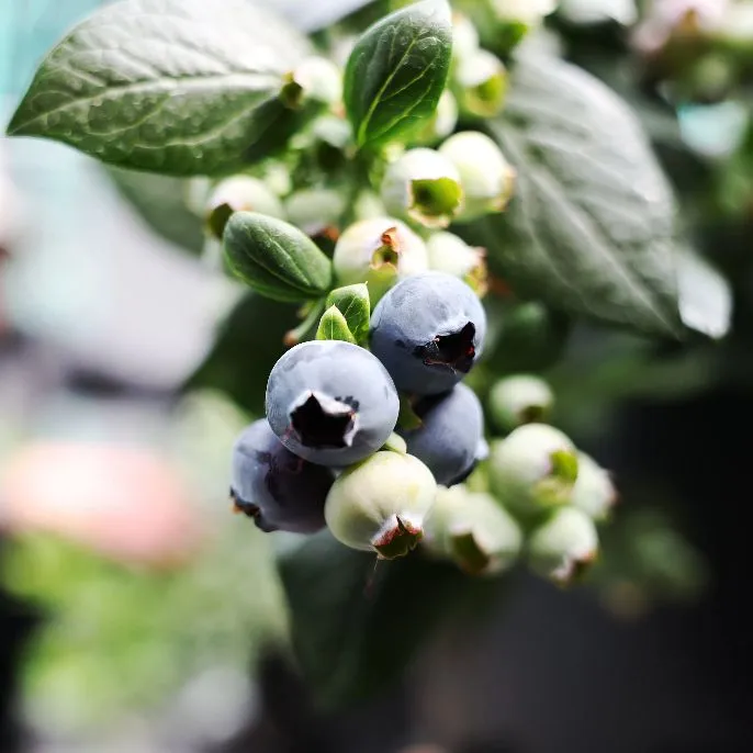 甘肃定西：高原蓝莓为乡村振兴注入“甜蜜动能”