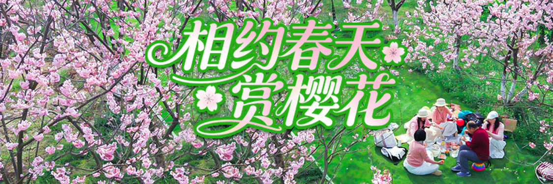 相约春天赏樱花