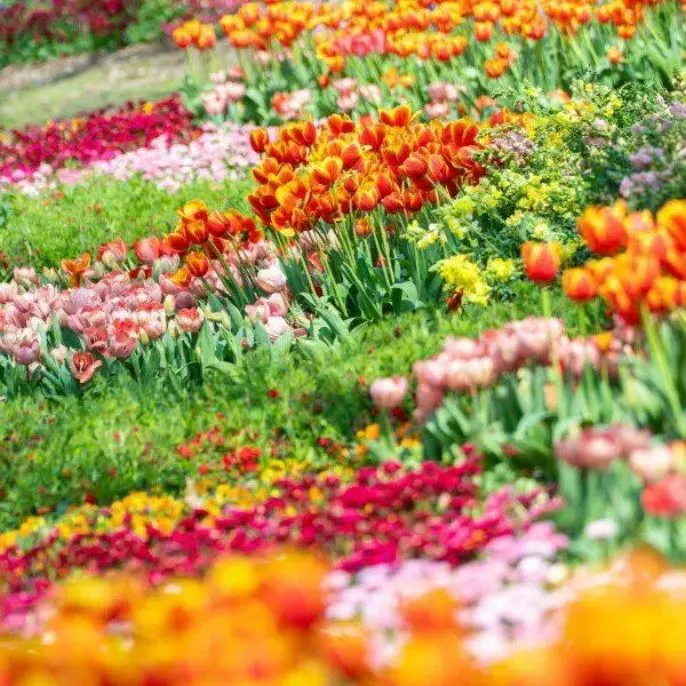 解放公园郁金香花展明日启幕，6万朵郁金香免费赏