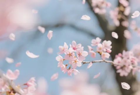 http://oss.cjn.cn/images/20260409/17756982258468c003a2b-06bf-4b10-8fcf-64e2834f2dfc.png