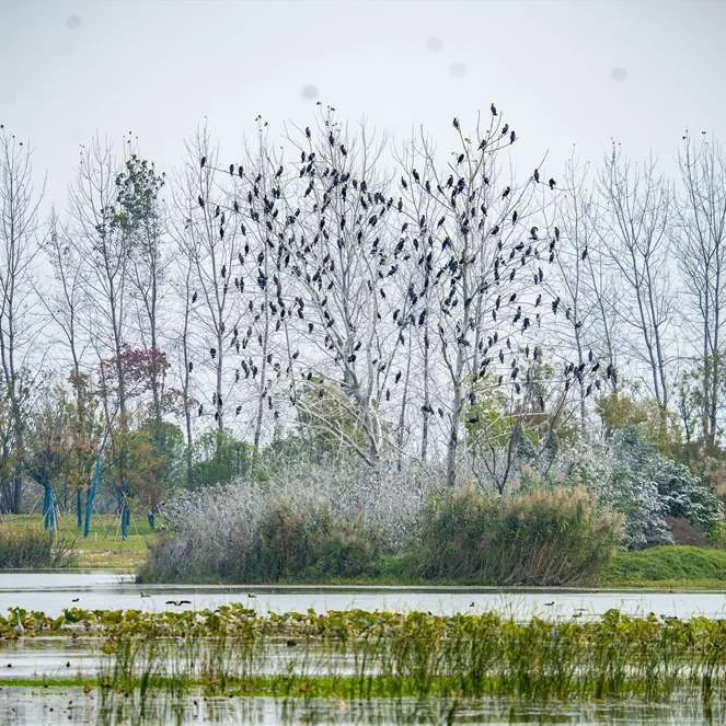 “明珠”重生记——宜昌三湖蝶变绘就长江生态底色