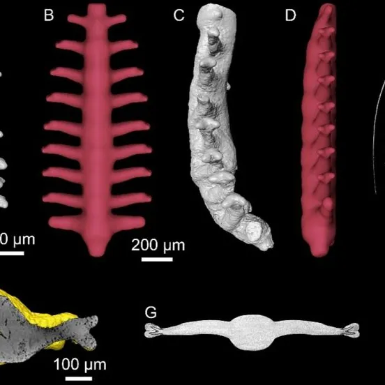 我国科学家发现约5.35亿年前环节动物实体化石