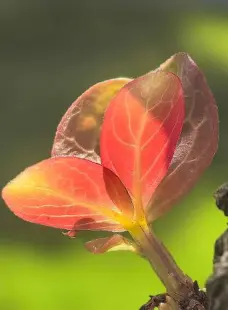 http://oss.cjn.cn/images/20260504/17779056493158f6026d0-1483-45db-becc-0fda8914a942.jpg