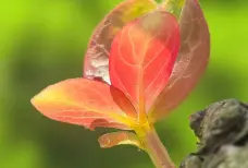http://oss.cjn.cn/images/20260504/177790569600613fa2337-c56b-4abc-b28a-2b358e72c33e.jpg