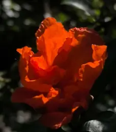 http://oss.cjn.cn/images/20260504/1777906951488af2a6d8a-c38b-4f40-ad78-dbedc27d3847.jpg