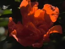 http://oss.cjn.cn/images/20260504/17779069781549214b873-ba34-45e8-b5ac-eed05975a538.jpg