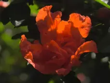http://oss.cjn.cn/images/20260504/17779069967987d22a483-b0bd-4725-91a5-71f495532bea.jpg