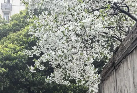 http://oss.cjn.cn/images/20260507/177811519617681cfeef5-0f37-45b4-b65e-fa2c03091f57.jpg