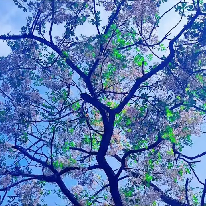 
抬头遇见一树浪漫（摄于:前川党校旁）