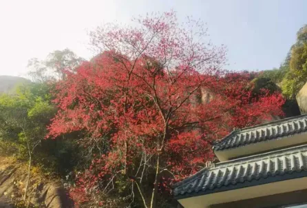 太姥山发现500年白茶古树 樱花伴生成“双绝”