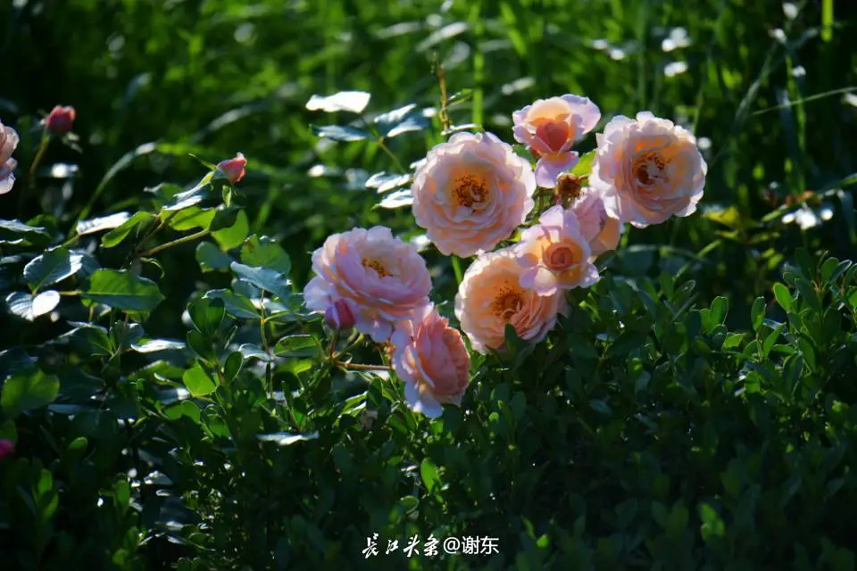月季公园，花美人更美。初夏的日子，光影中记录美好瞬间。