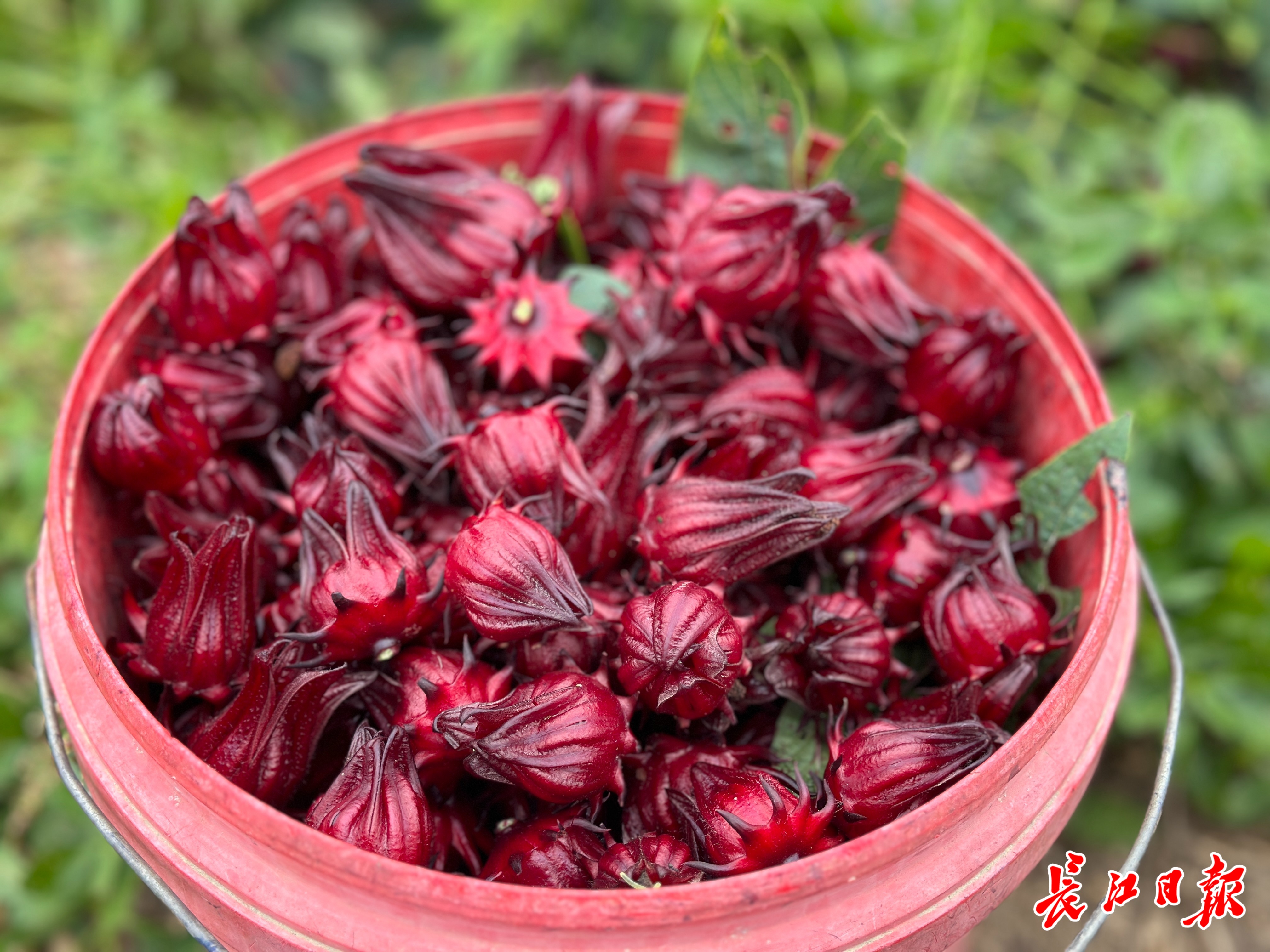 今年亩产量最高有1600斤,达到了在台湾种植洛神花的亩产量68一朵花"