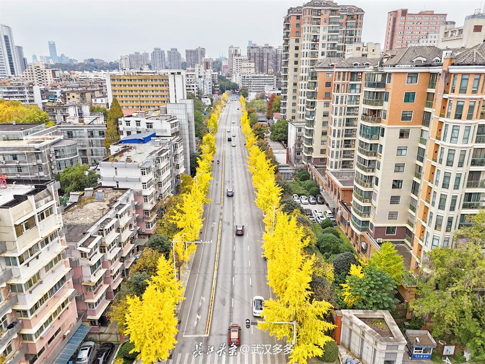 寻美武汉# 【武汉银杏大道武昌首义路银杏高光时刻】11月30日,时过五
