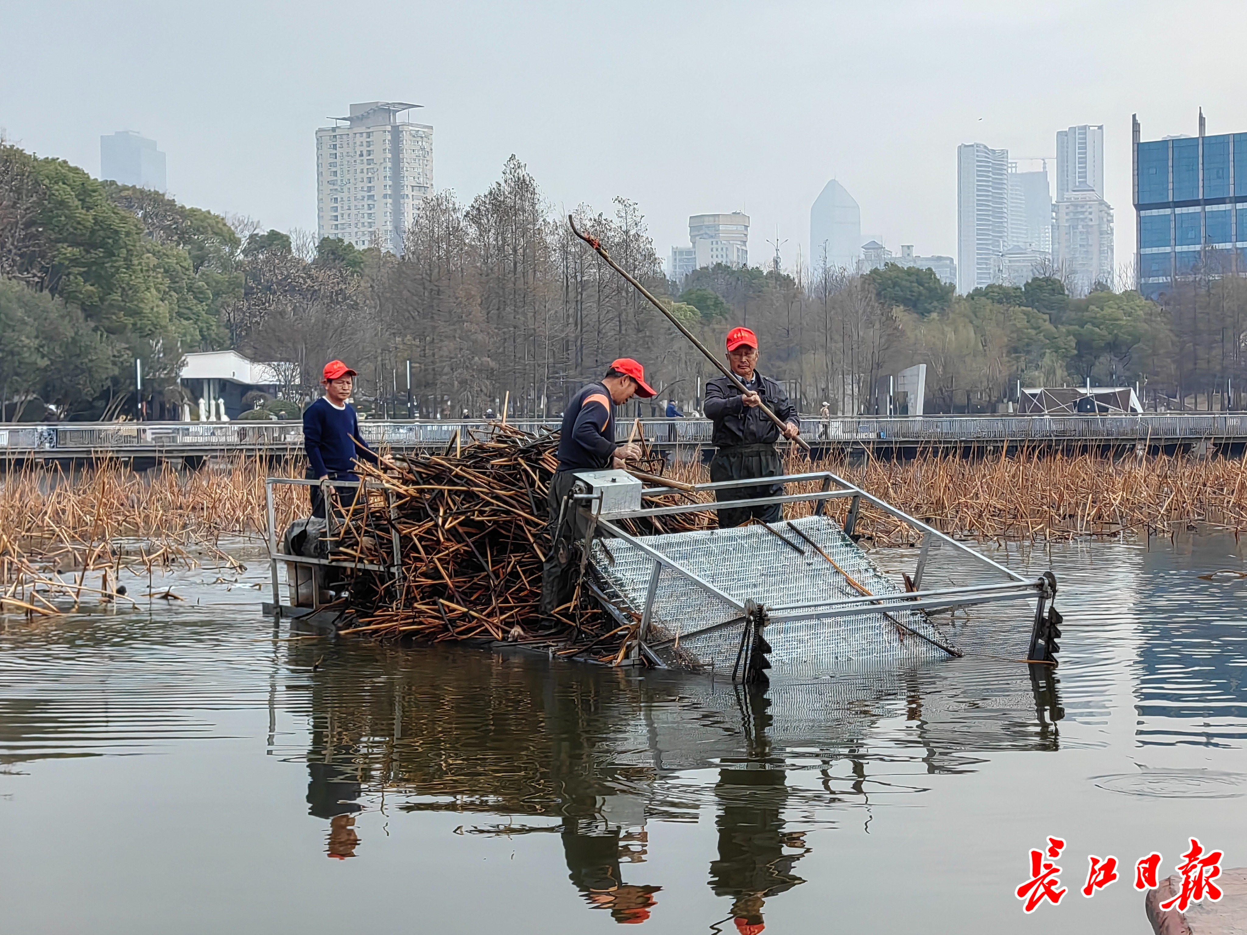 月湖水中荷梗为什么要割掉?回应来了-长江网